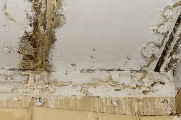 Russiaville, IN Mold Removal Company