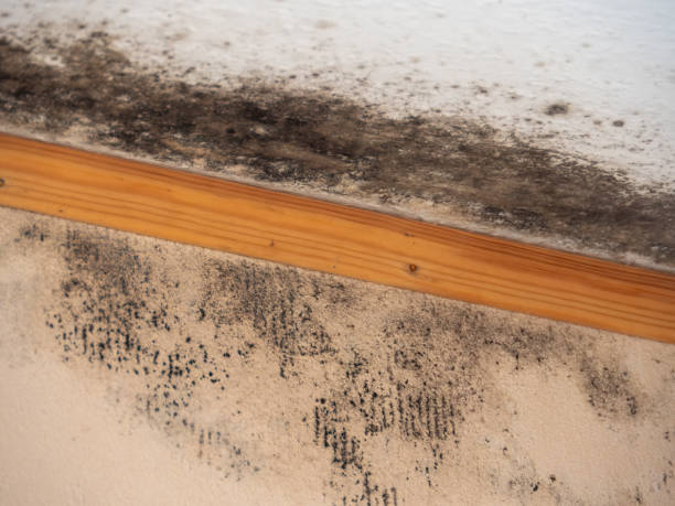 Mold Odor Removal Services in Russiaville, IN