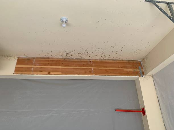 Best Basement Mold Removal  in Russiaville, IN